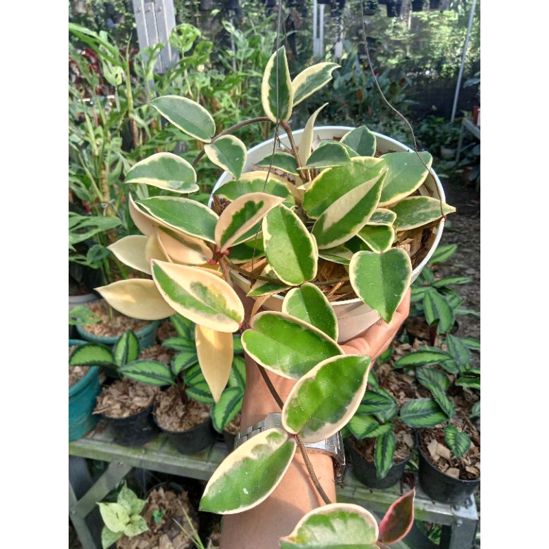 tanaman hias hoya tricolor tanaman gantung