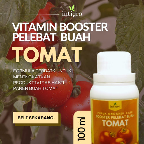Pupuk Booster Tomat / Pupuk Pelebat Buah Tomat / Pupuk Booster Tomat Perangsang Bunga Dan Pelebat Bu