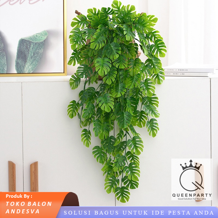 Daun Juntai Monstera / Daun Rambat Monstera / Daun Monstera Gantung / Daun julur Monstera