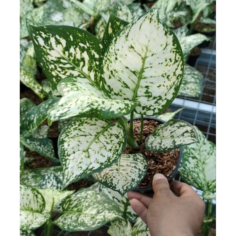 Aglonema dut white anjamani