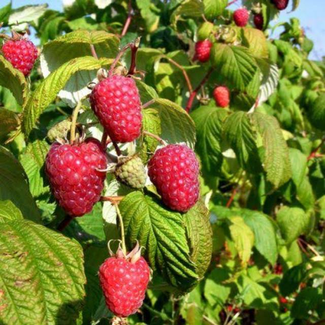 Bibit Tanaman Buah Rasberi Import / Raspberry Polka