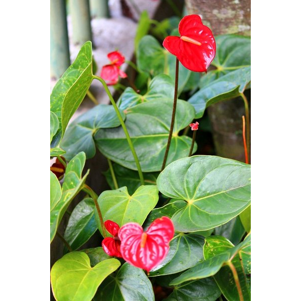 Tanaman Hias Anthurium Mini Mickey Mouse