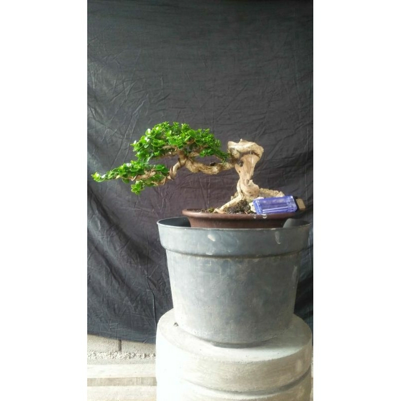 Bonsai wacang