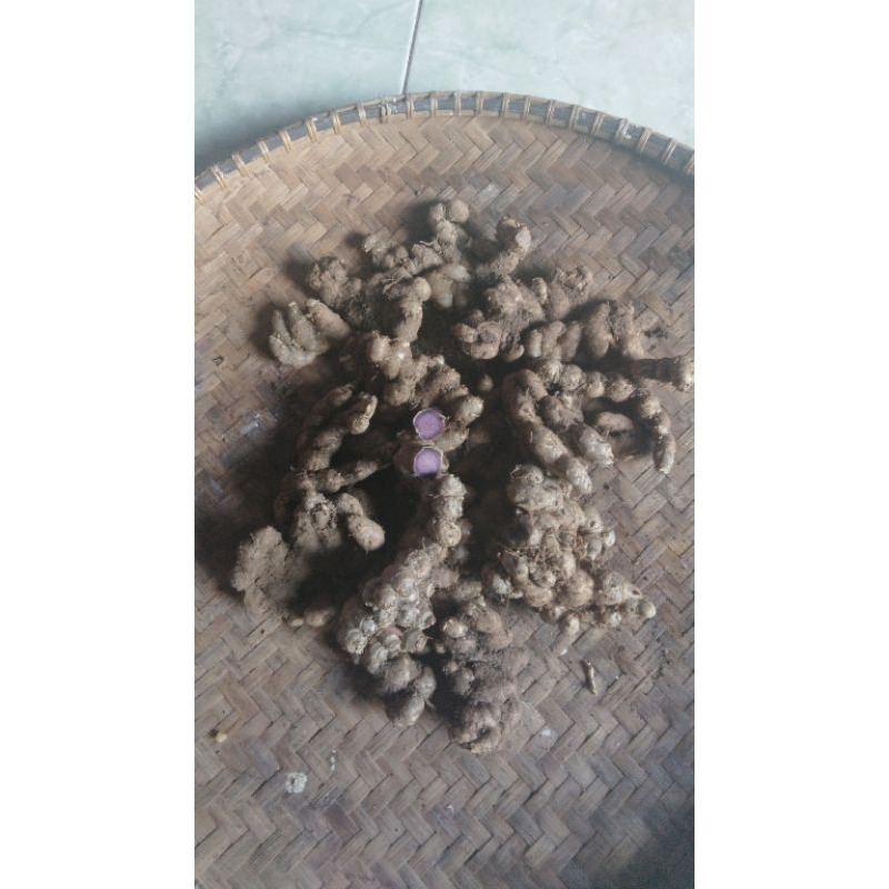 

kunyit hitam