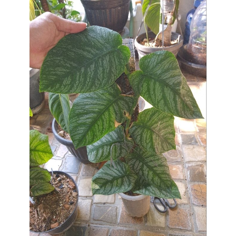 Monstera Dubia semi Mature 8 Daun (2 Tunas)