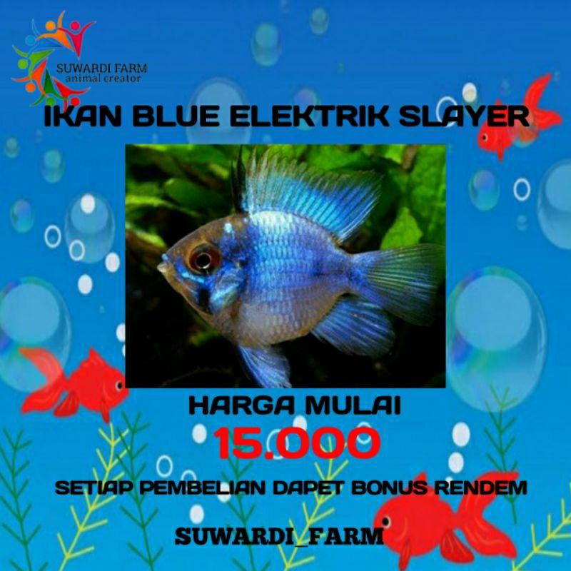 aksesoris Akwarium ( Ikan blue elektrik )