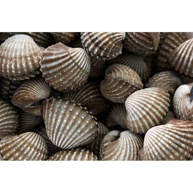 

HARGA PROMO Kerang Dara 1kg Kerang seafood fresh