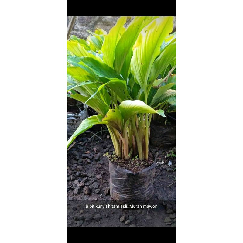 bibit kunyit hitam asli
