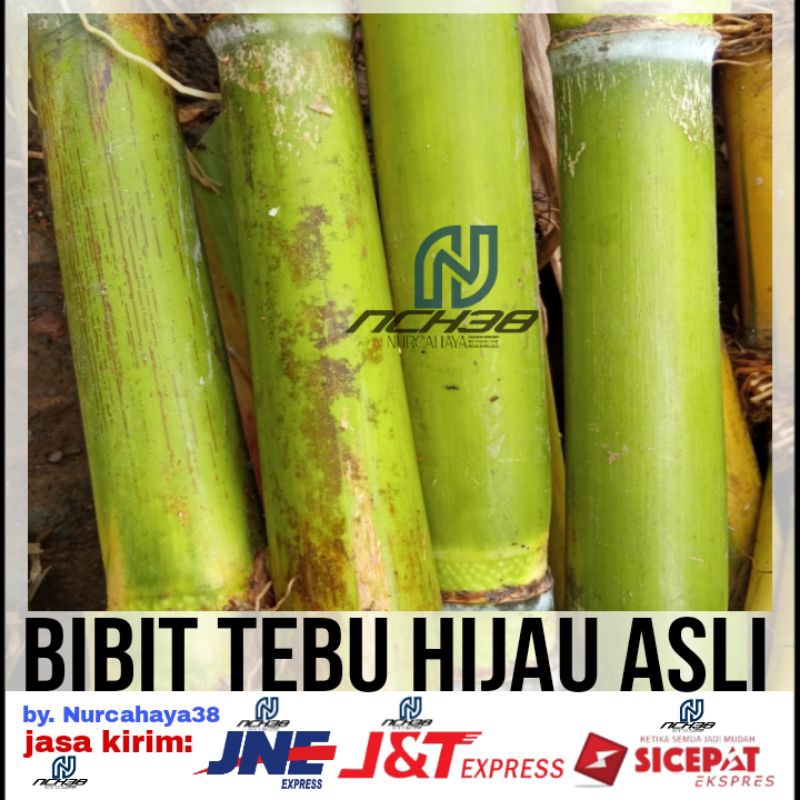 Tebu hijau | Bibit Stek tebu hijau | ukuran 27-40cm