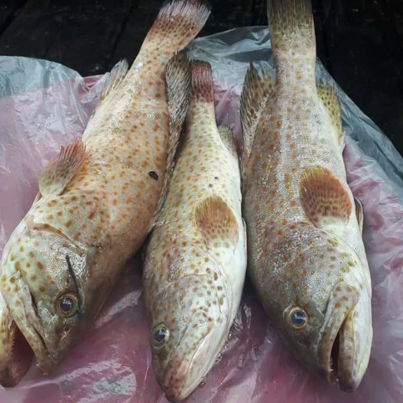 

Ikan kerapu Balong segar 1kg kerapu balong