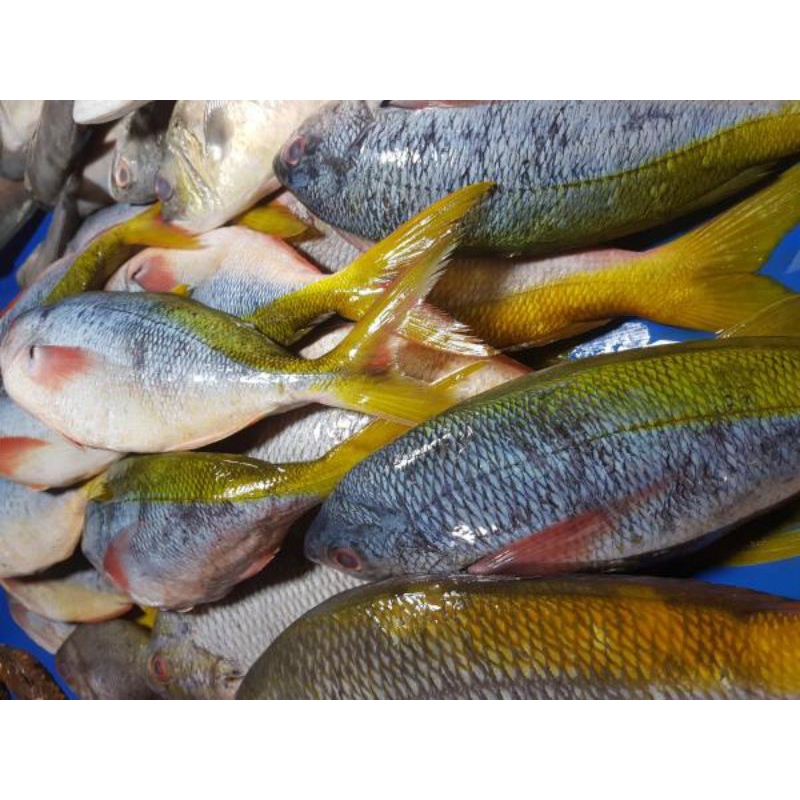 

Ikan ekor kuning segar 1kg ekor kuning