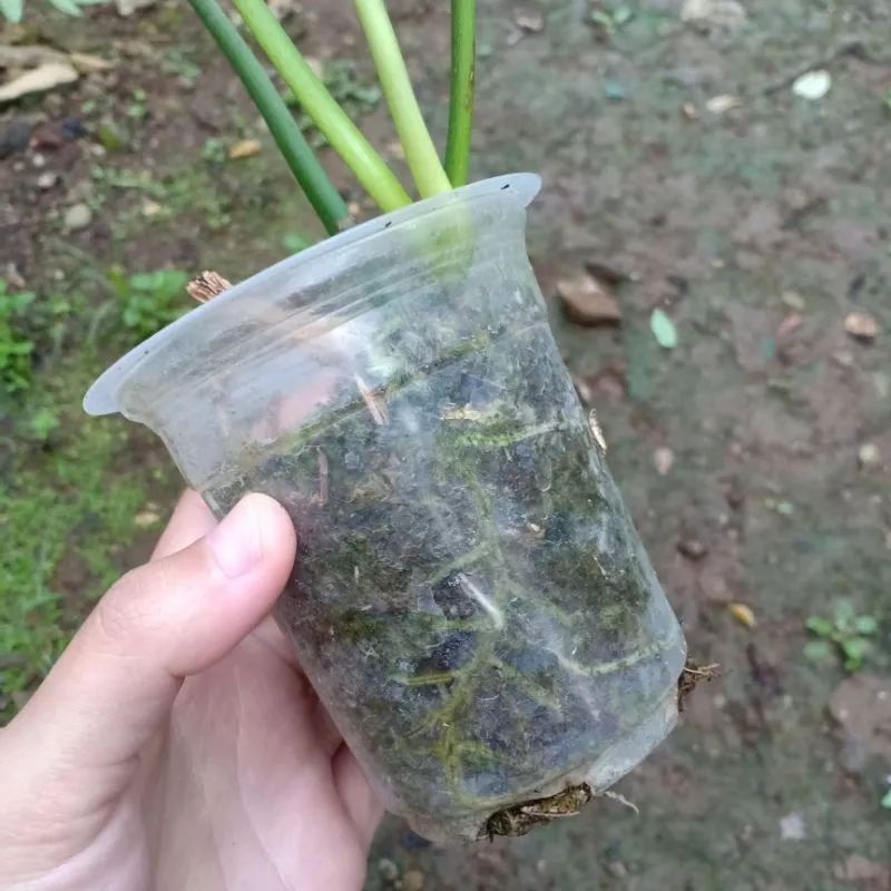 DIARY PETANI - Tanaman Hias Rambat Philodendron Pedatum Pilo Pedatum