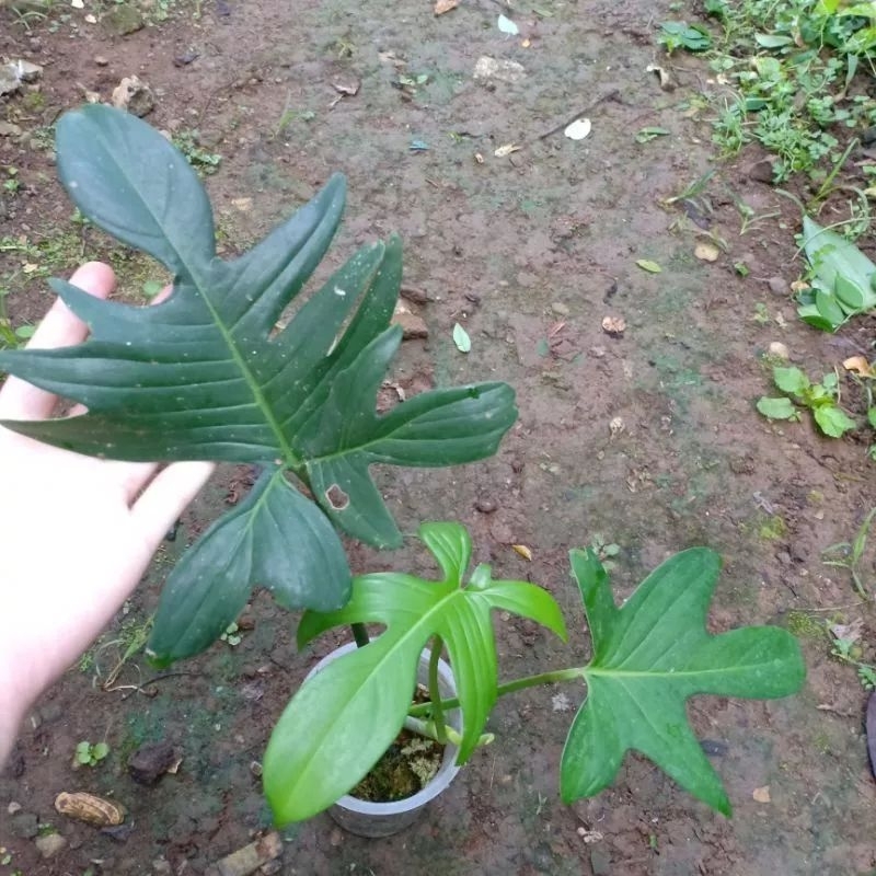 DIARY PETANI - Tanaman Hias Rambat Philodendron Pedatum Pilo Pedatum