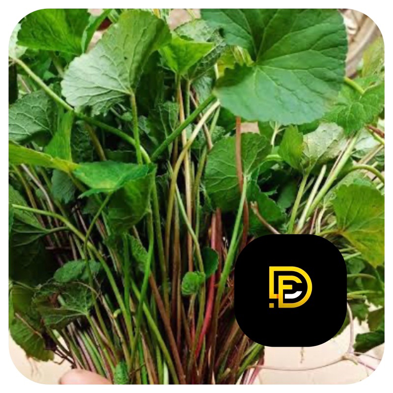 

Pegagan merah segar daun pegagan merah segar 500 gram-az