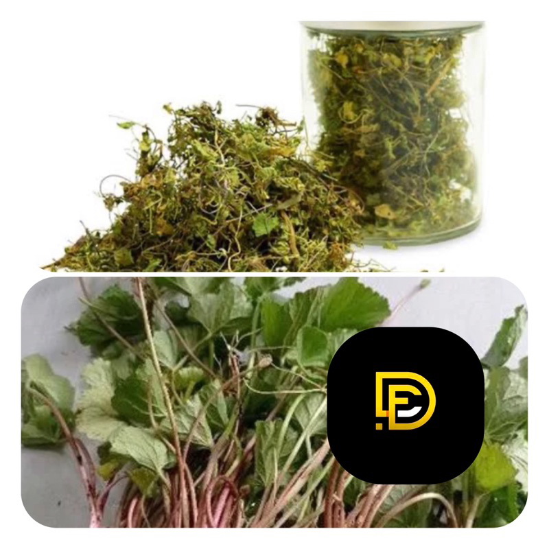 

Daun pegagan kering pegagan merah kering 500 gram-az