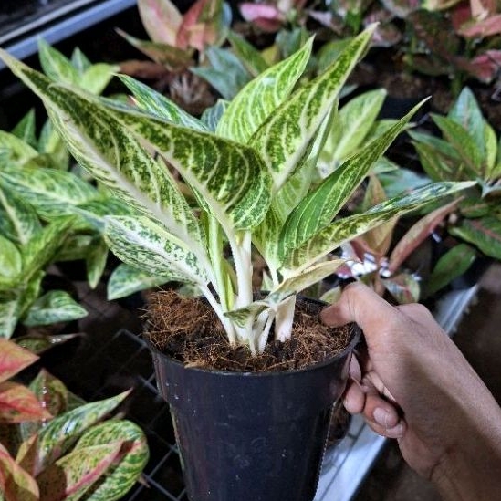 aglonema white legacy rumpun