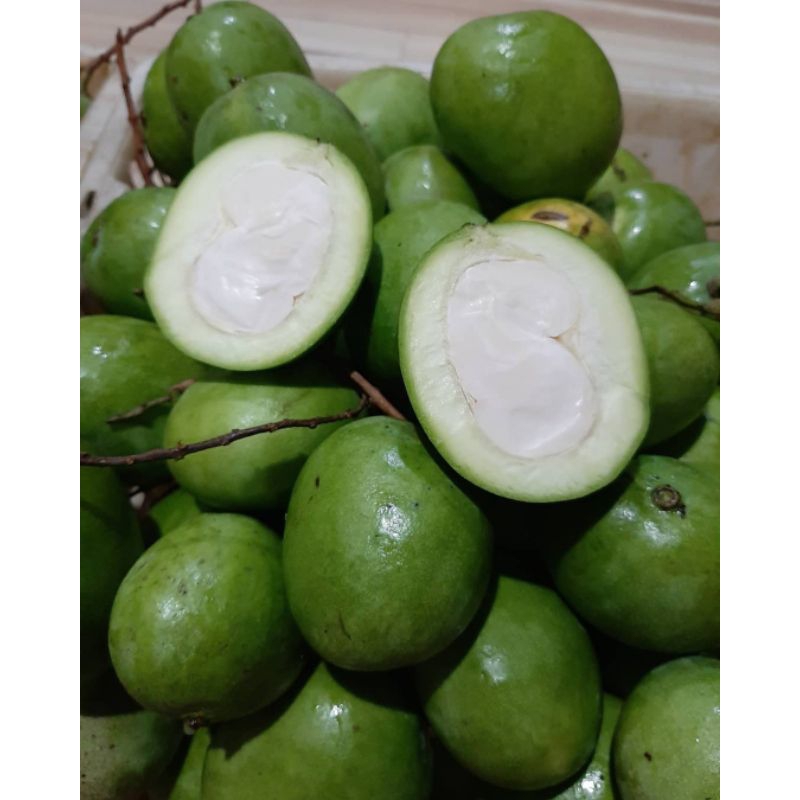 

Mangga Muda Rujak Garing Dan Fresh