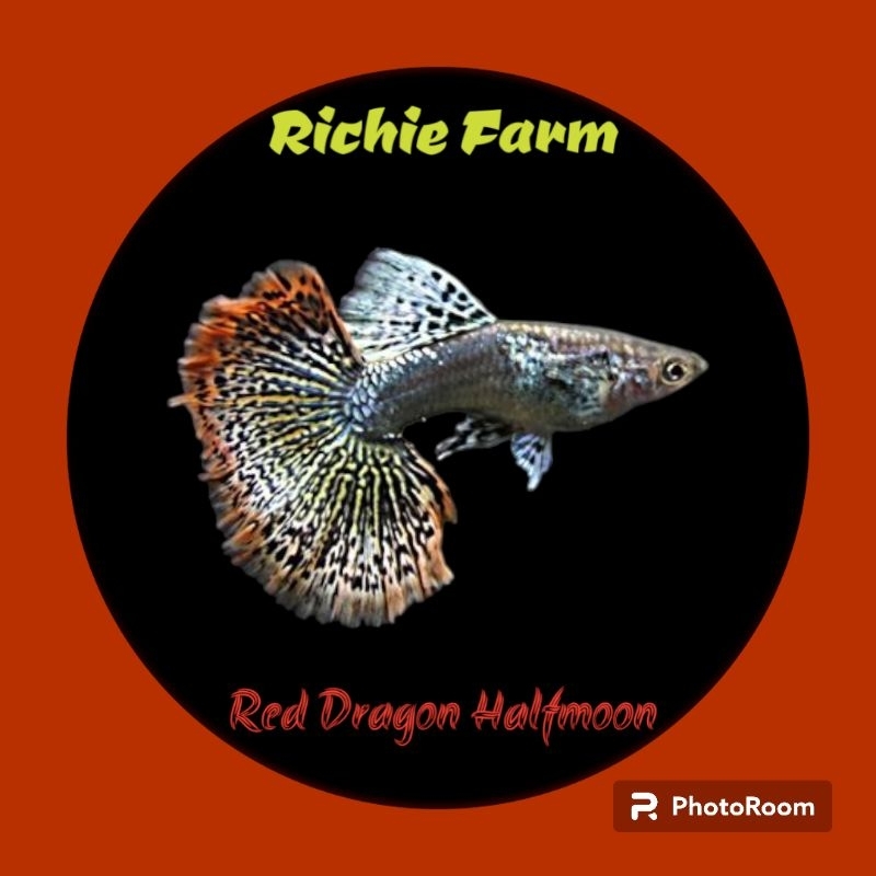 Guppy Red Dragon Halfmoon HM big dorsal