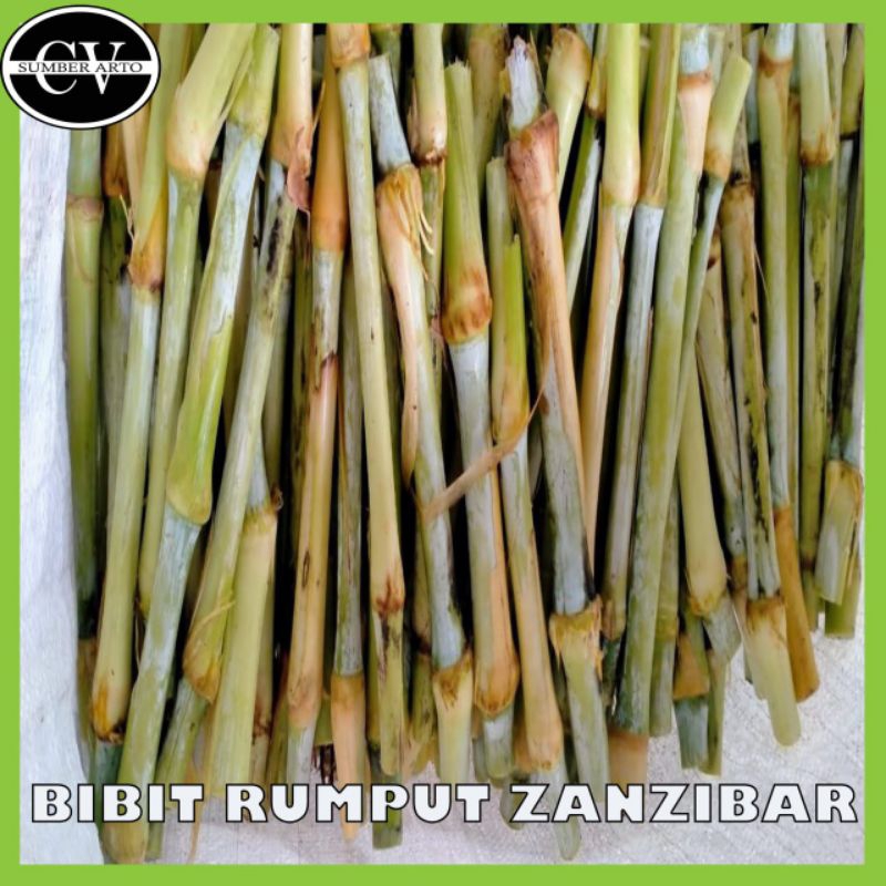 PROMO BIBIT RUMPUT ZANZIBAR.PROMO BIBIT RUMPUT ZANZIBAR.