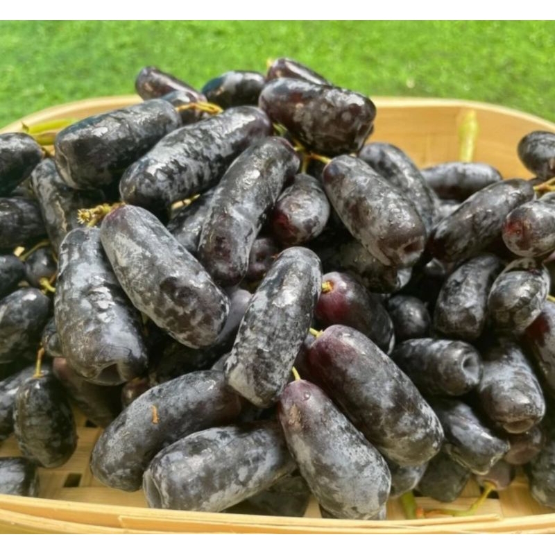 

Anggur Moondrops Fresh / Anggur Sweet Saphire Seedless Grapes