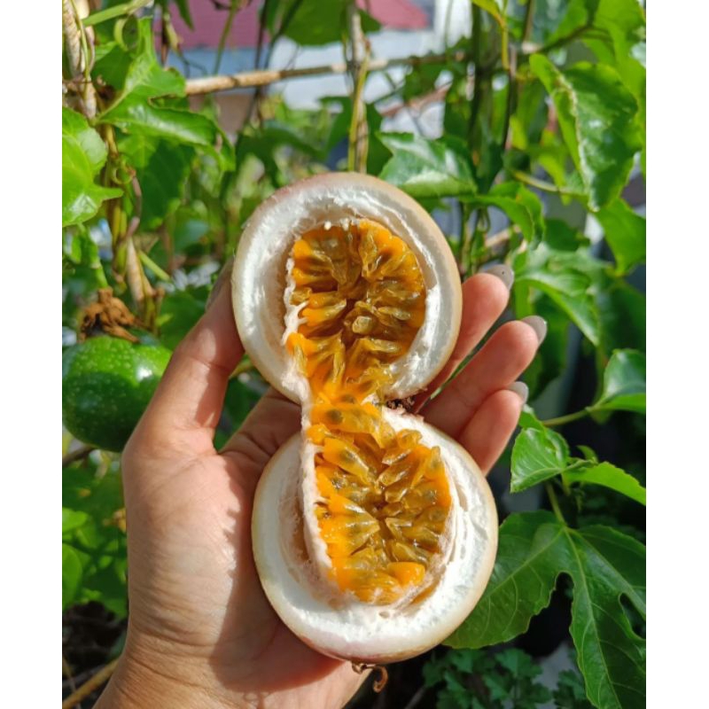 Buah markisa saprola atau konyal segar 1kg