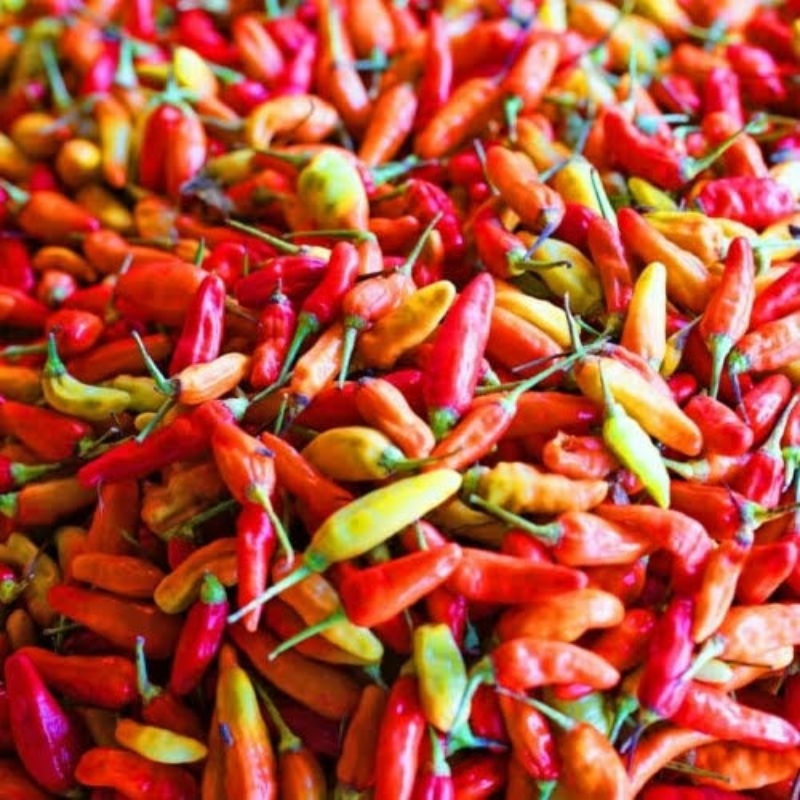 

Cabe Rawit Merah/Setan