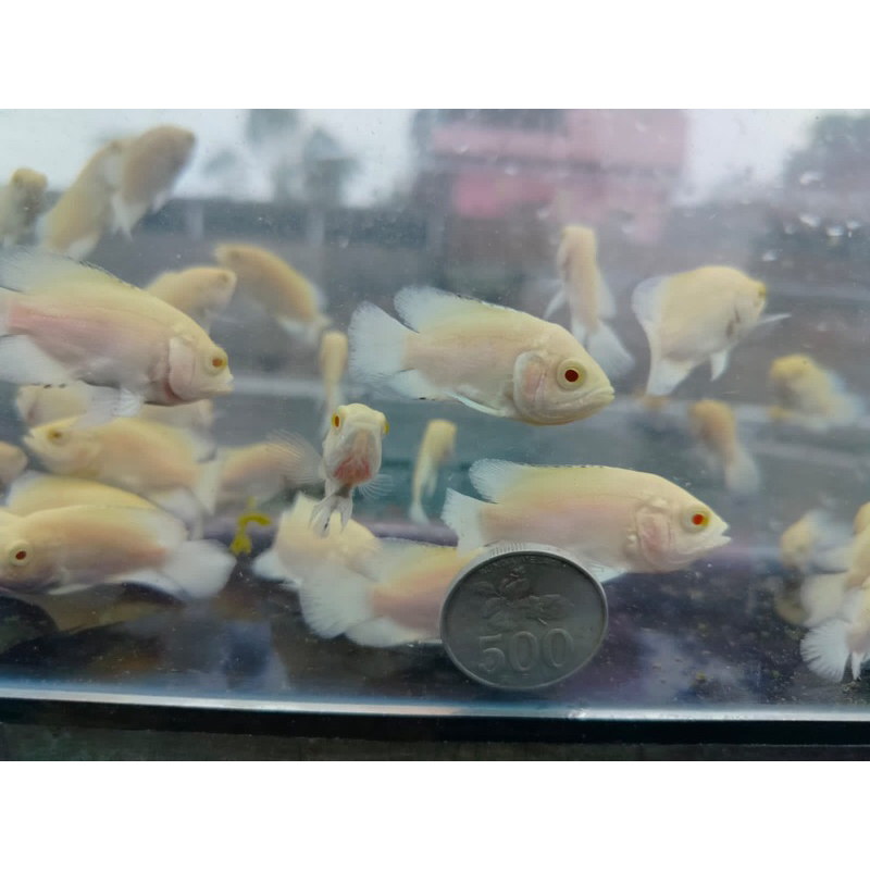 [ GARUT ] Baby Oscar Paris Albino