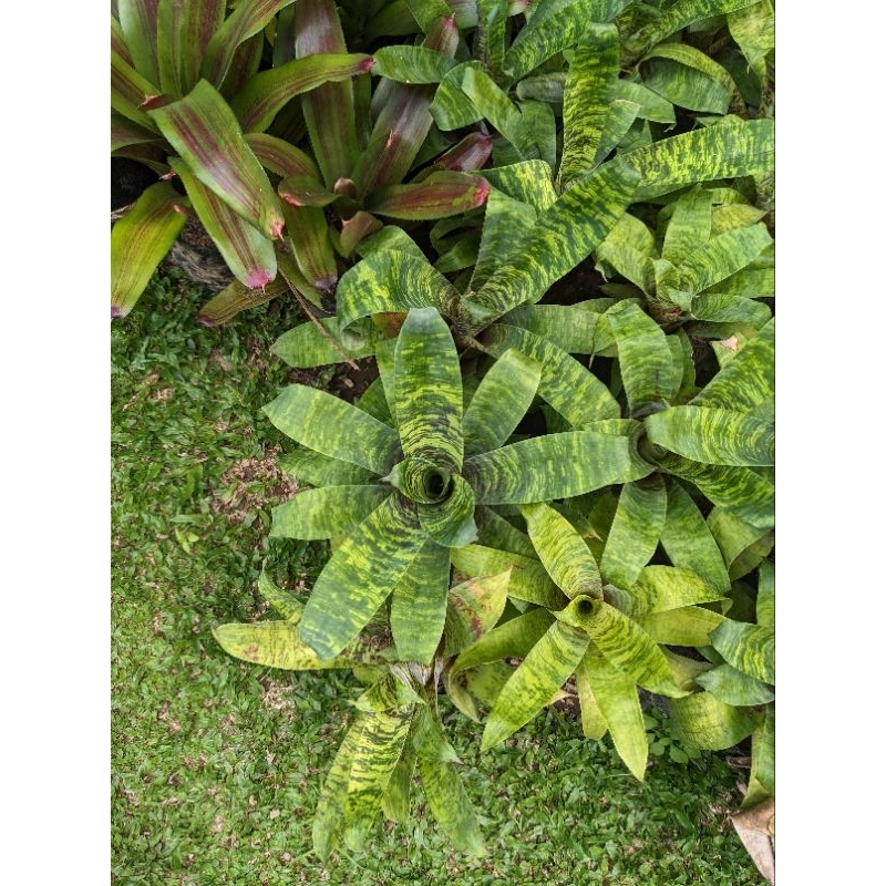 DIARY PETANI - Bromelia Vriesea Ospinae Hijau Variegata Mewah