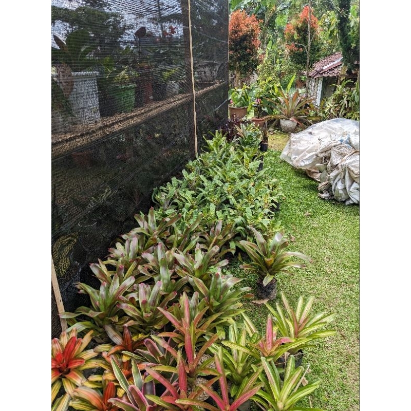 DIARY PETANI - Bromelia Vriesea Ospinae Hijau Variegata Mewah