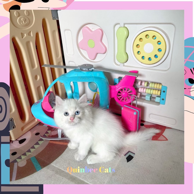 kucing Persia Flatnose Odd eyes Jantan white solid / putih