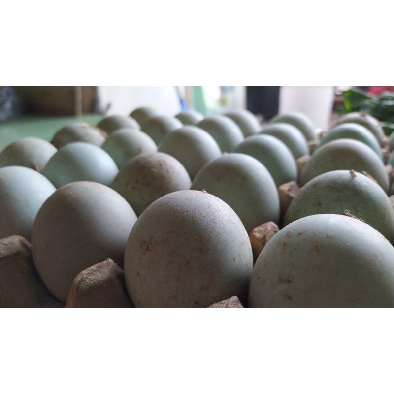 

Telor Bebek Manik Merah