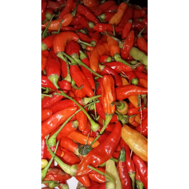 

cabai rawit merah