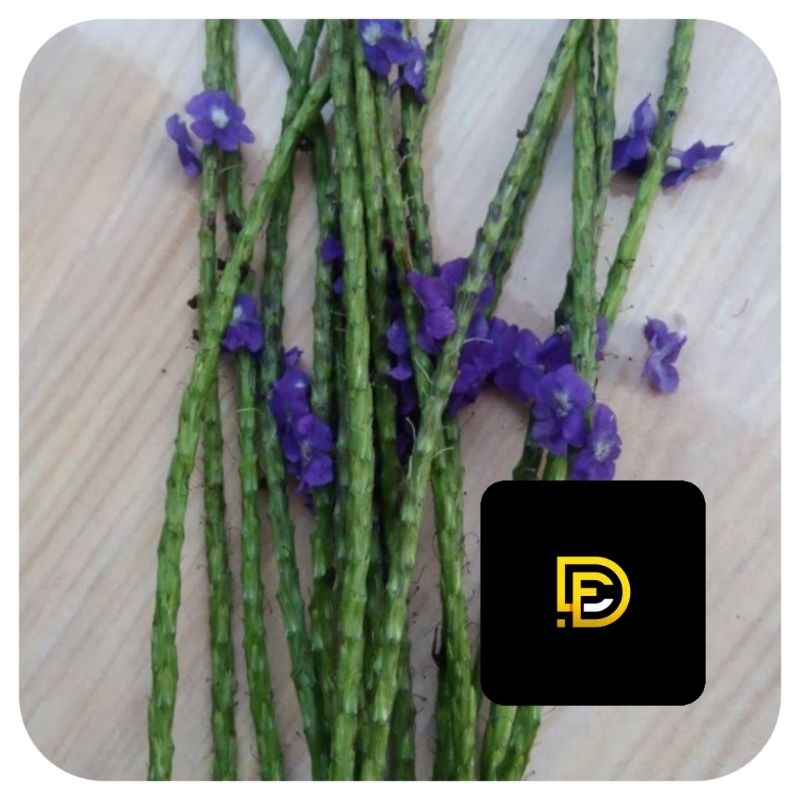 

Buah pecut kuda atau buah jarong segar 250 gram-az