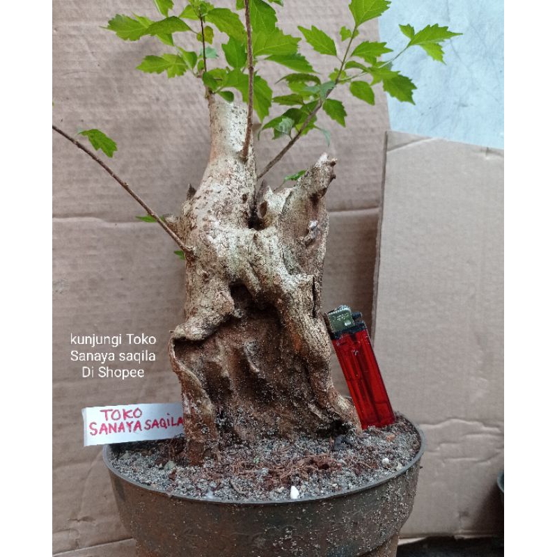 bahan bonsai wahong dongkelan tua