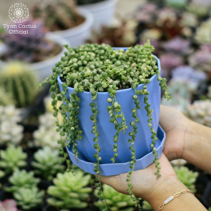 Sukulen String Of Pearl |  Tanaman hidup sukulen tasbih | Tanaman sukulen Gantung | Tanaman Hidup Bu