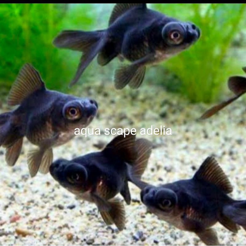 

IKAN MAS KOKI BULDOG BLACK MOORE