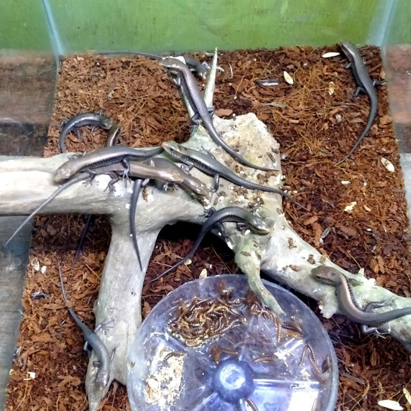 koleksi hobi baby lizard kadal kebun hasil CH bukan WC