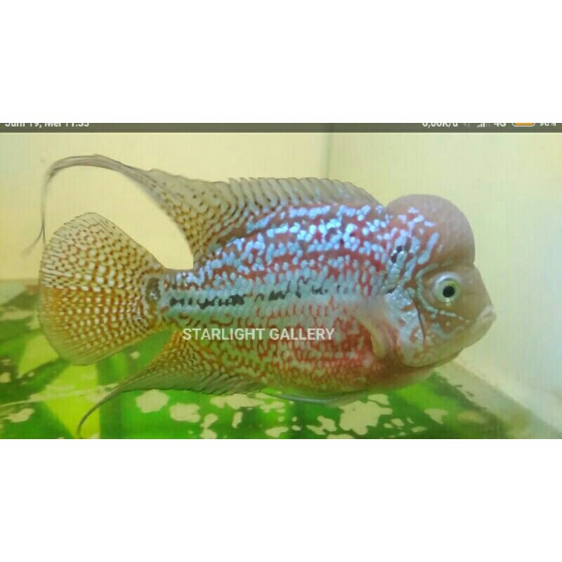 Kamfa F2 RED KING THAILAND