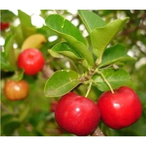 Bibit Tanaman Buah Ceri Barbados / Barbados Cherry