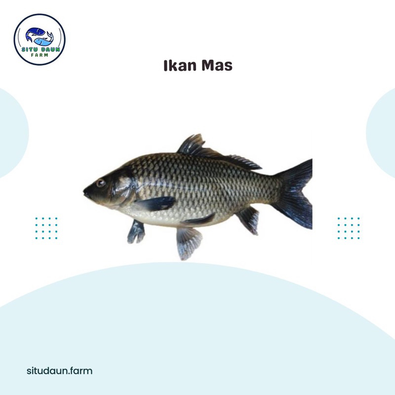 

Ikan Mas Segar Murah dan Berkualitas