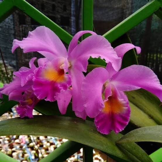 ANGGREK CATTLEYA MANTINI DEWASA