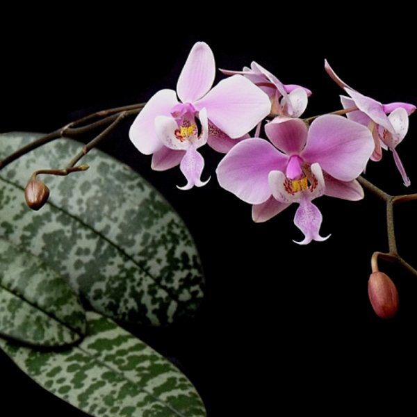 phalaenopsis schilleriana dewasa