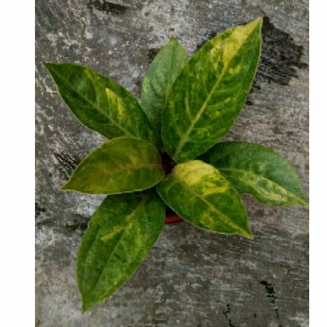 jemani variegata yellow