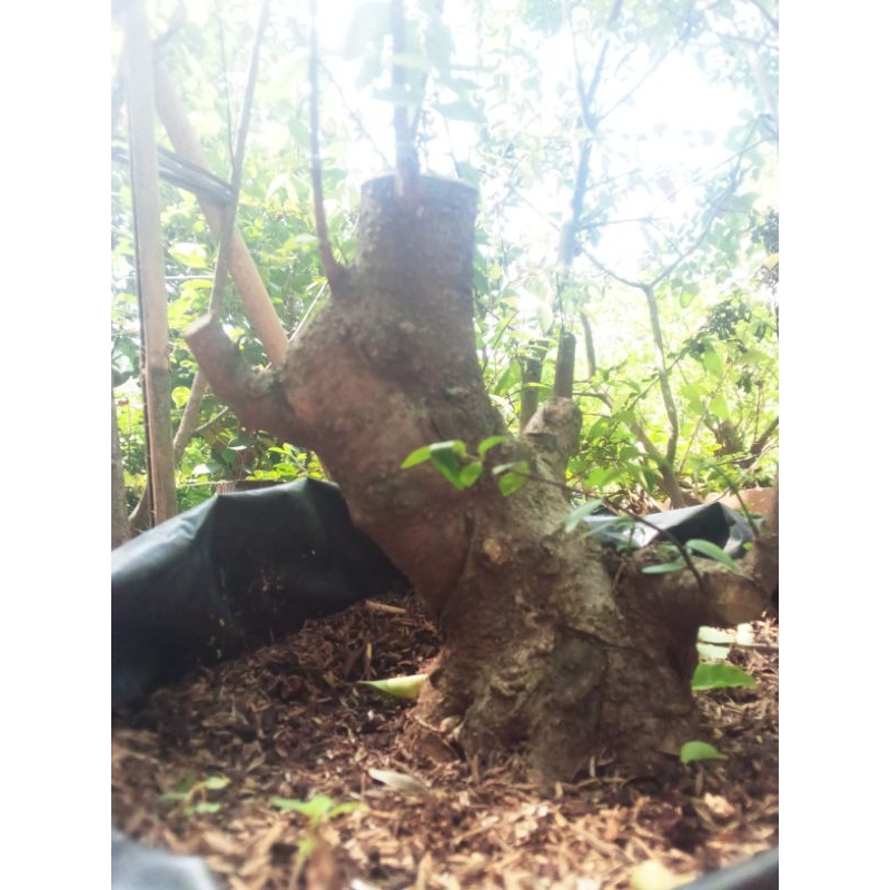 Bonsai Anting putri  Medium Bogell