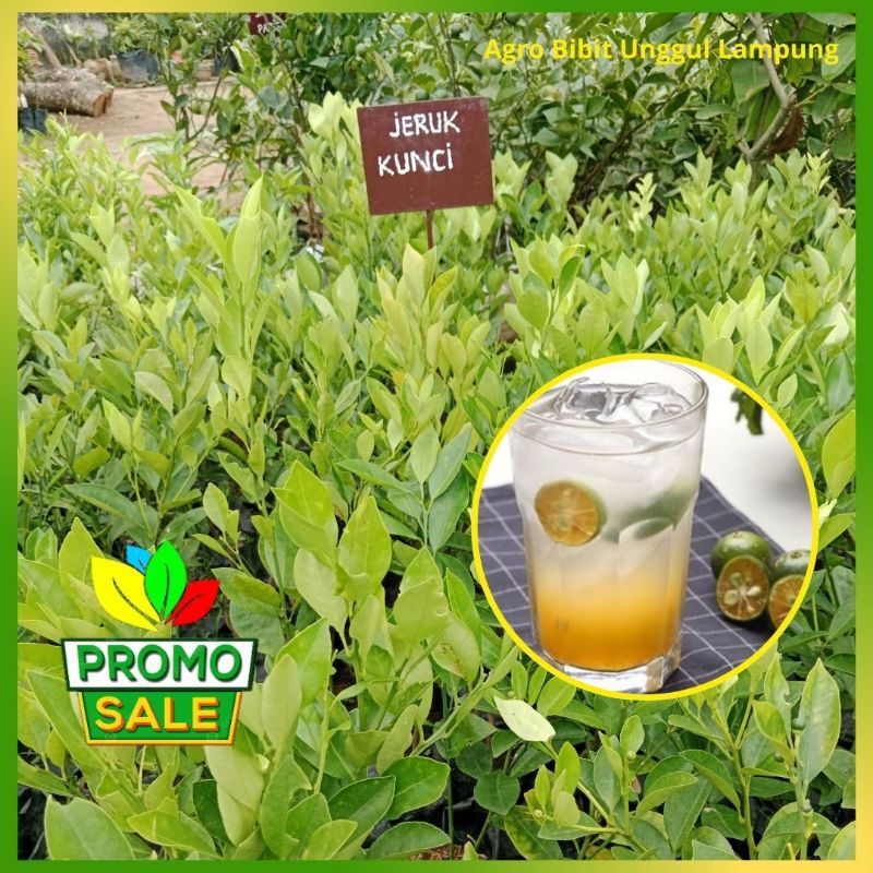 Bibit Jeruk Kunci Limau Asli Tanaman Okulasi Cepat Berbuah