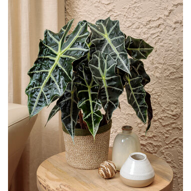 TANAMAN HIAS ALOCASIA AMAZONICA / ALOCASIA AMAZON – BUNGA HIDUP KELADI AMAZON JUMBO RIMBUN CALADIUM 
