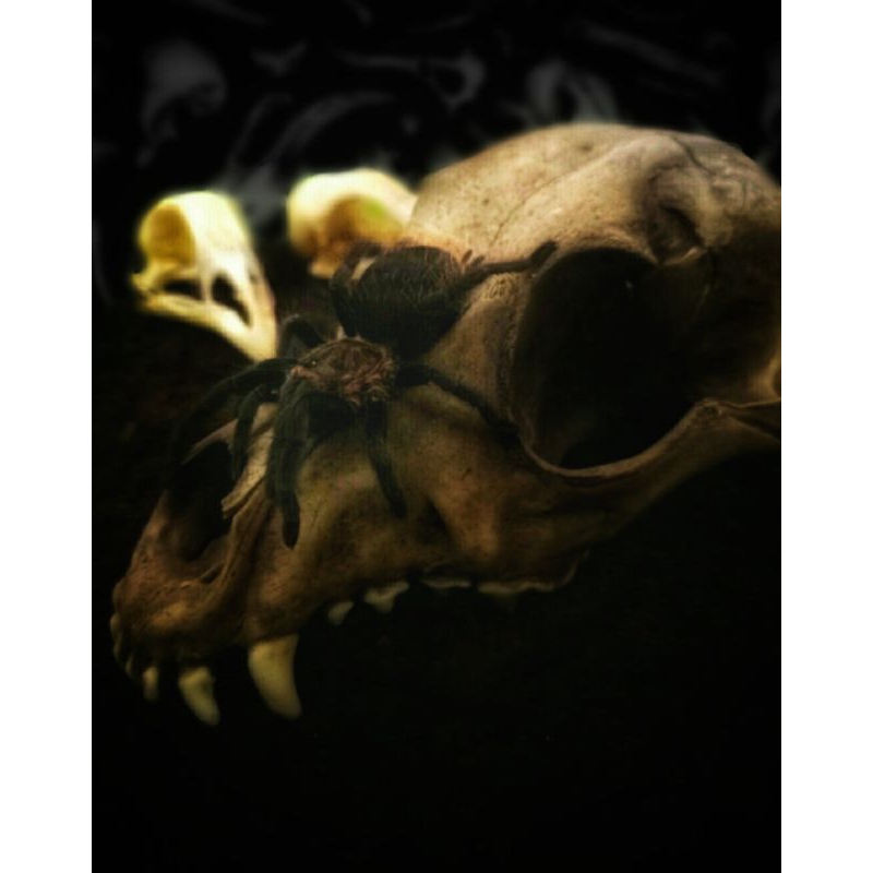 Skull Hiding Cave