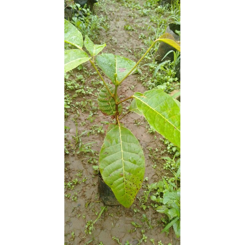 Bibit pohon kenari juglans kanari