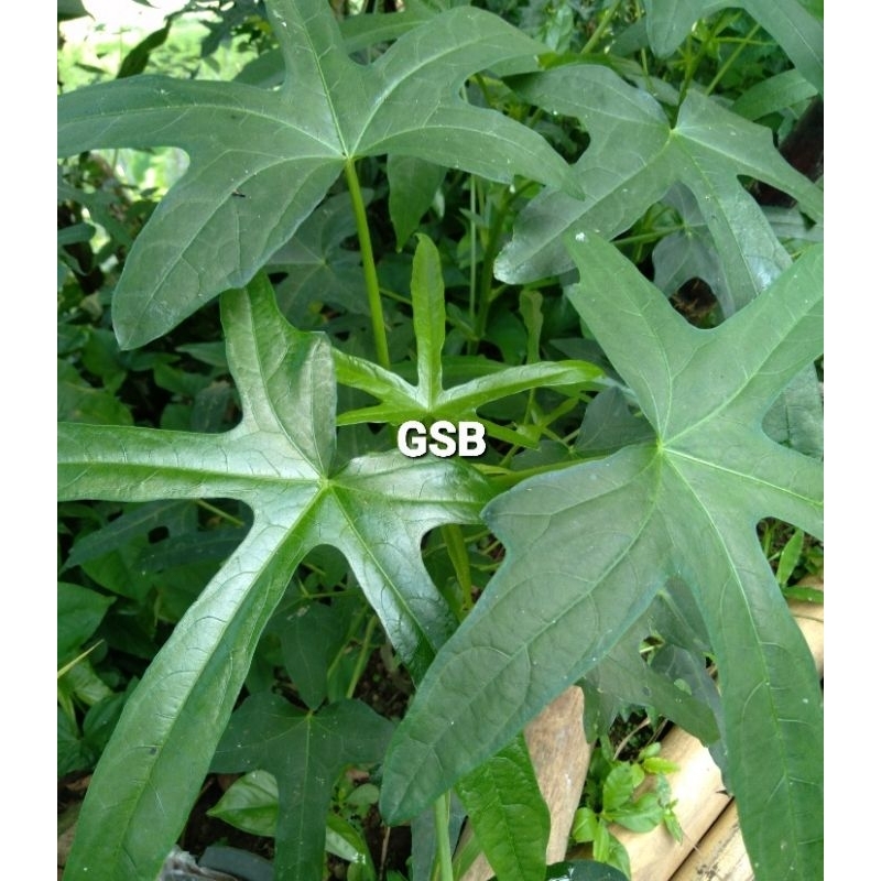 

Daun gedi segar segar petik langsung 40 lembar