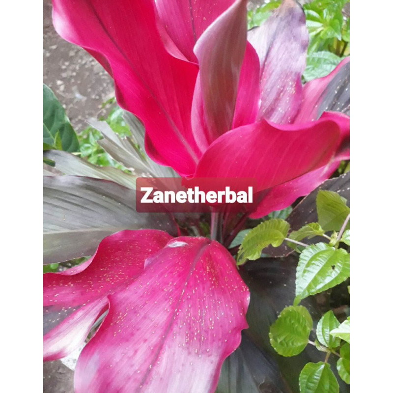 

Daun andong merah daun hanjuang merah 30 lembar-az